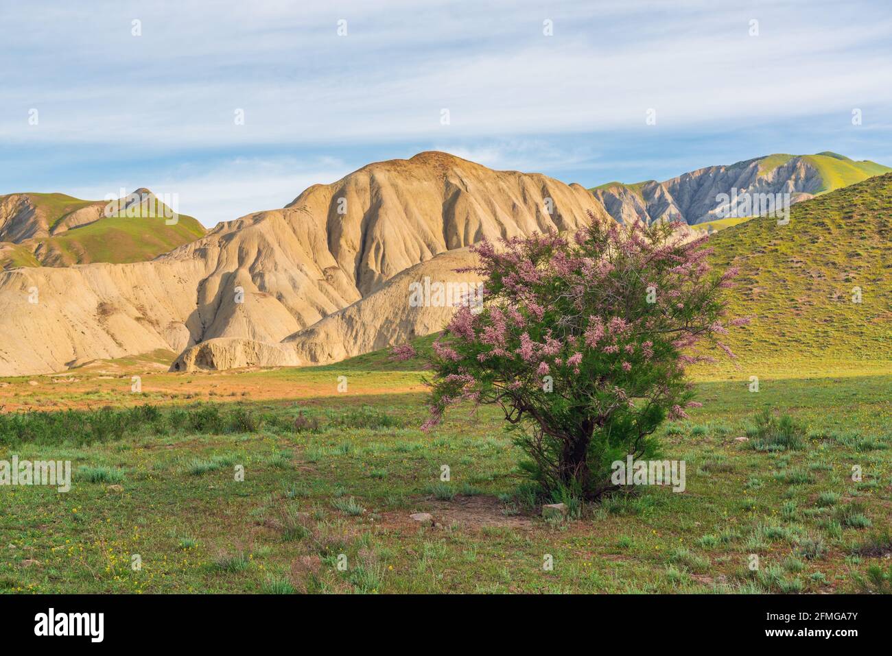 Blooming tamarix bushes in a mountain valley Stock Photo