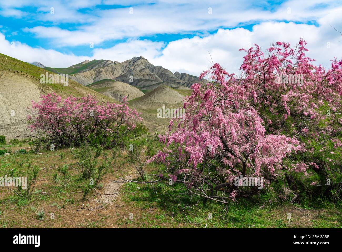 Blooming tamarix bushes in a mountain valley Stock Photo