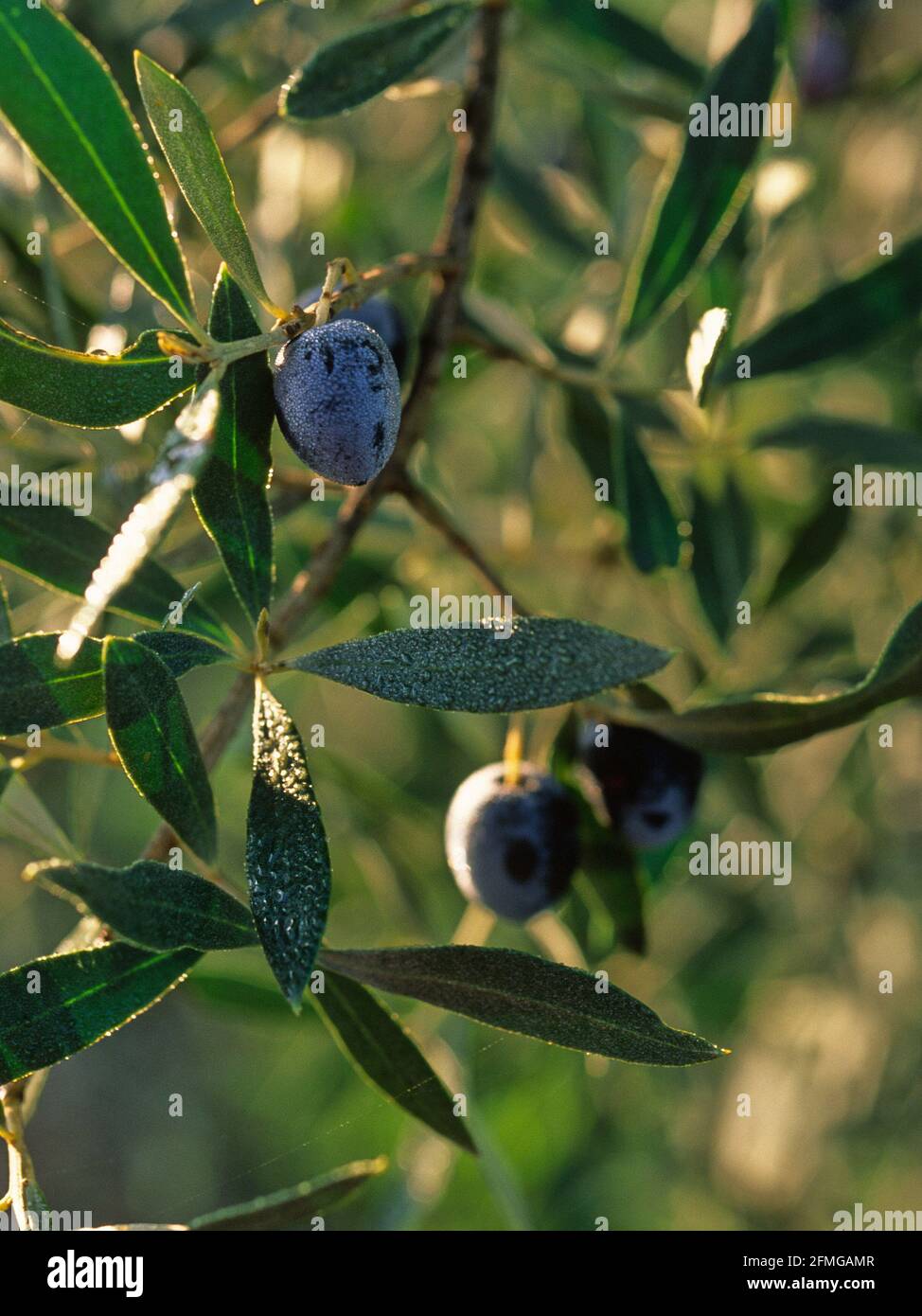 Black olives on the tree with morning dew Stock Photo Alamy