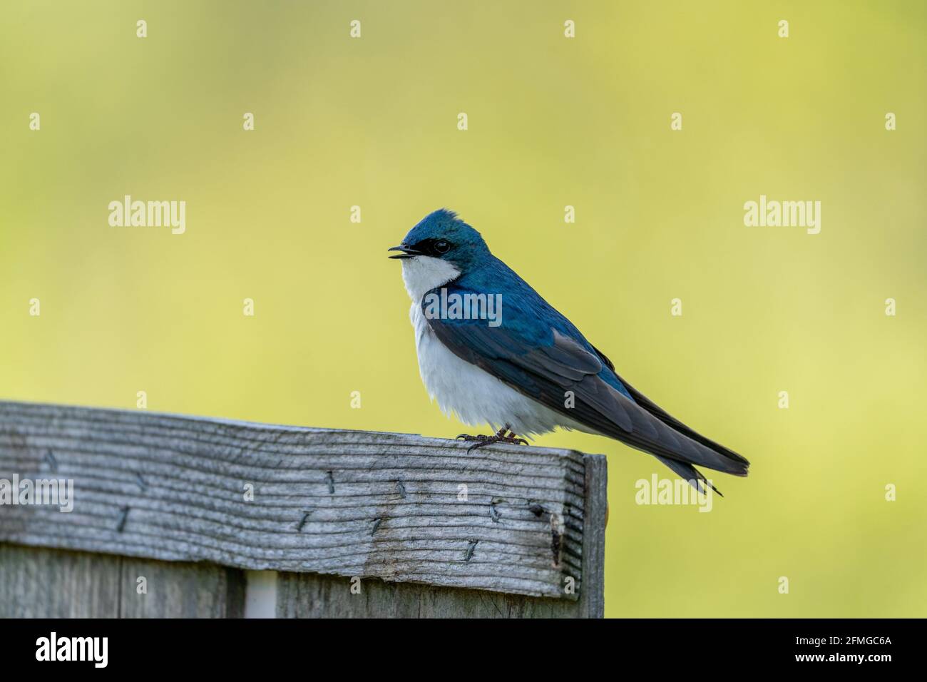 A beautiful closeup shot of a blue tree swallow bird Stock Photo - Alamy