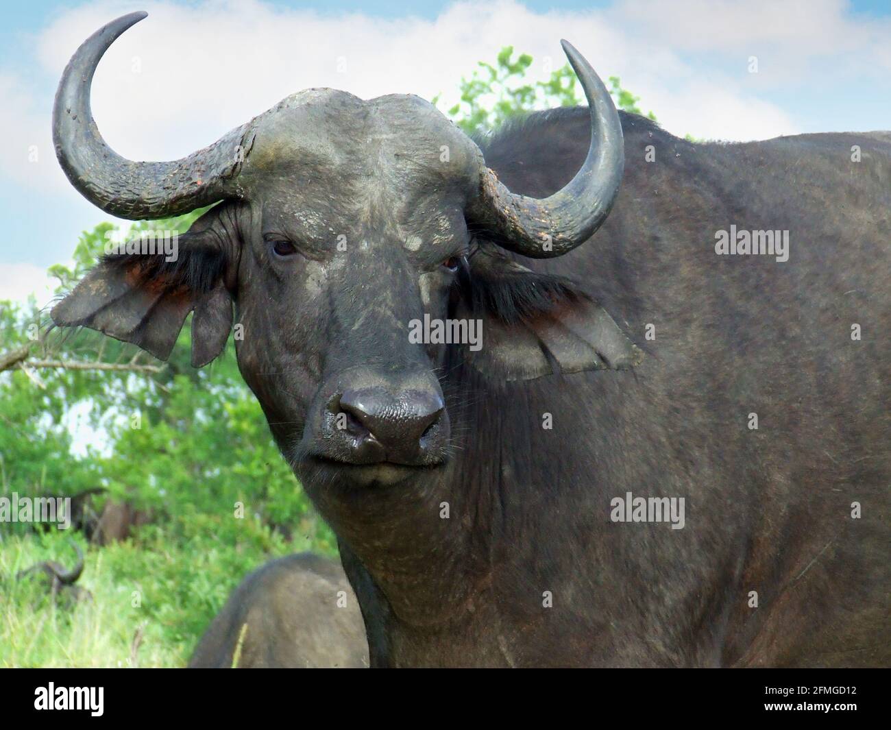 Big Five African buffalo or Cape buffalo (Syncerus caffer) with a look of contemplation near the Satara Rest Camp, Kruger National Park, South Africa Stock Photo