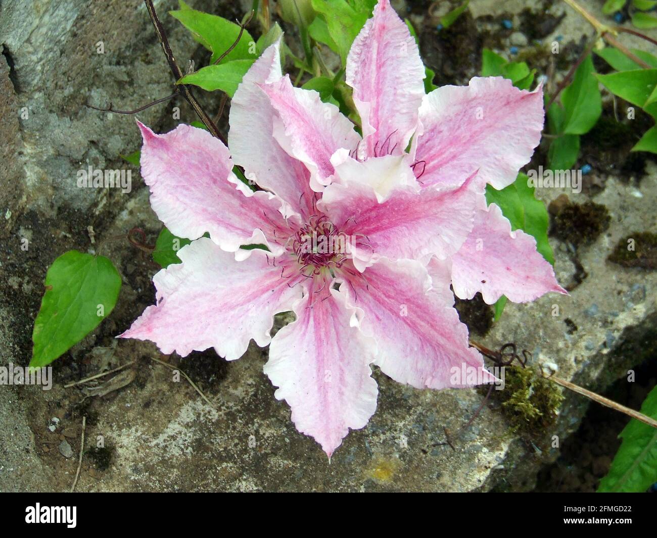 Clematis 'Pink Fantasy' with large, pale pink flowers with deep pink bars in Pontypool, Torfaen, Wales, UK Stock Photo