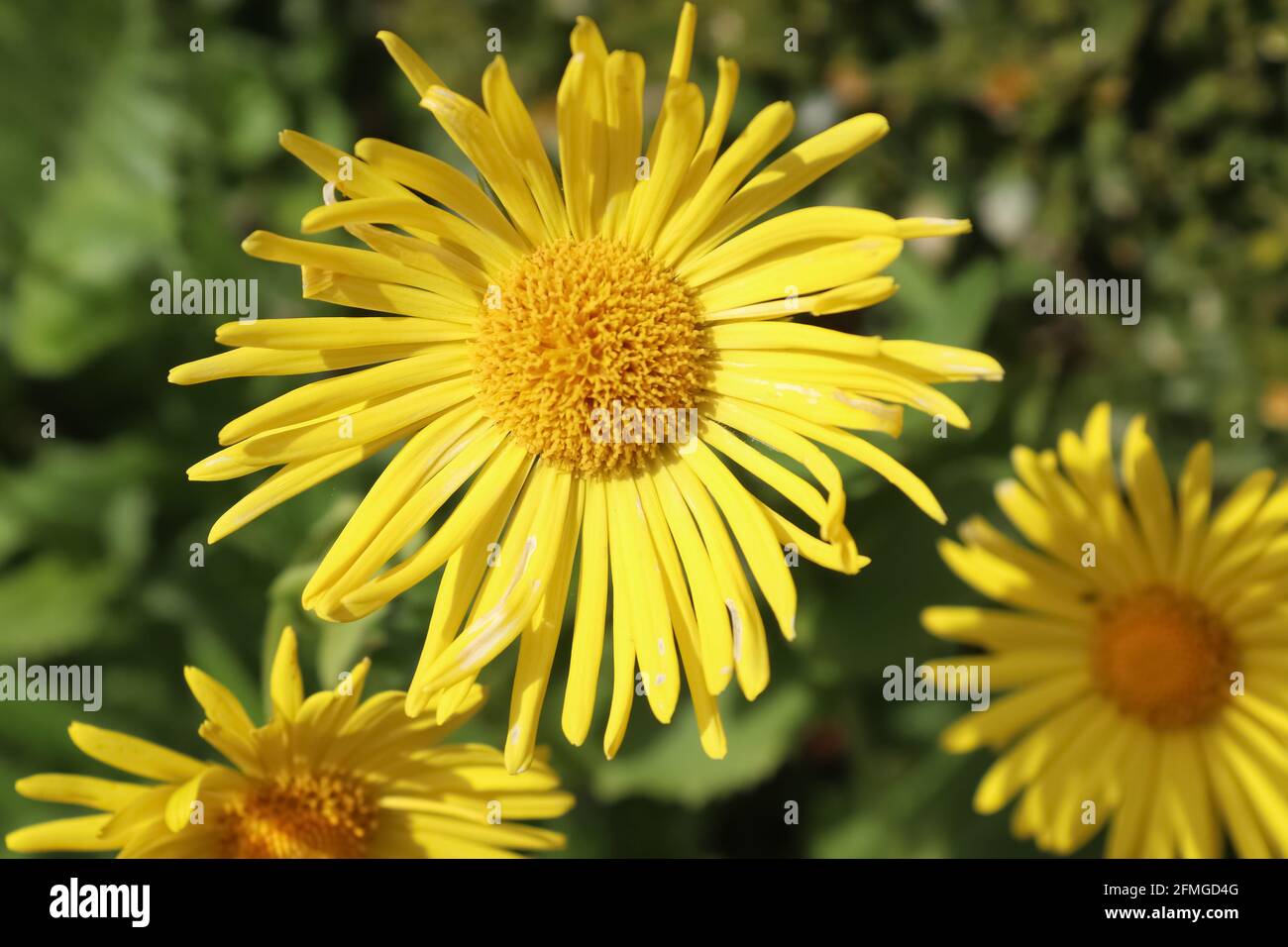 Beautiful yellow summer flowers - leopard's bane (Doronicum Orientale) Stock Photo