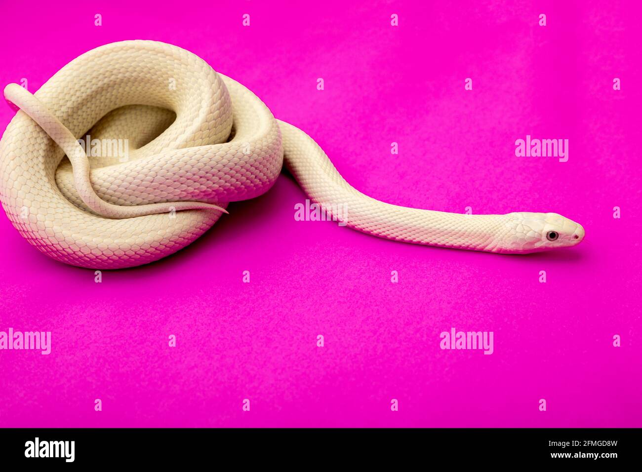 The Texas rat snake (Elaphe obsoleta lindheimeri ) is a subspecies of