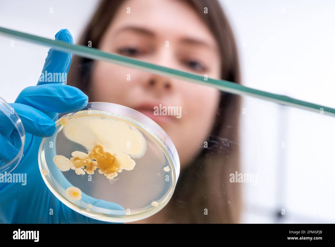 Young female laboratory assistant in a science lab with petri dishes