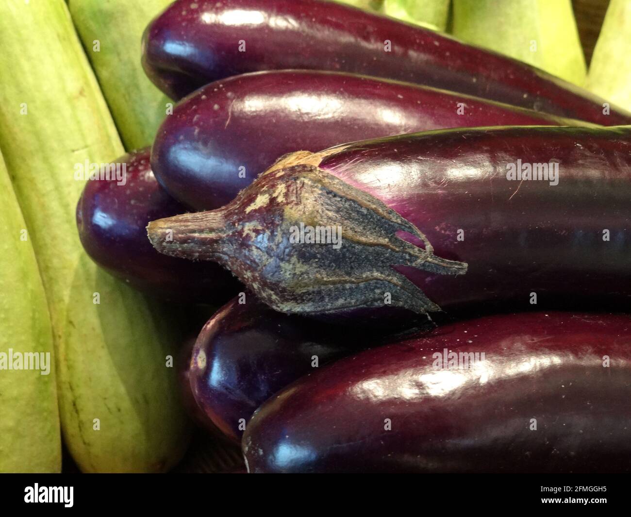 Fresh Eggplant Stock Photo