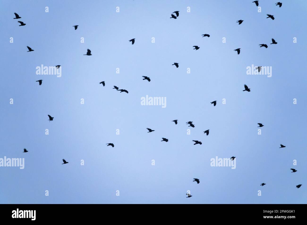 Flock rooks in sky hi-res stock photography and images - Alamy