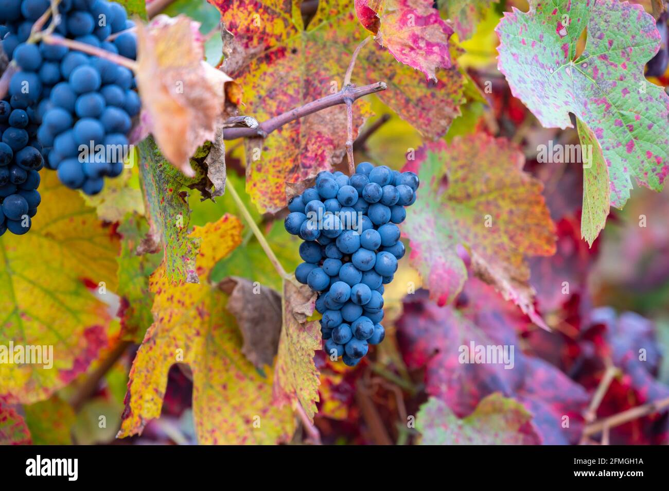 Colorful leaves and ripe black grapes on terraced vineyards of Douro river valley near Pinhao in autumn, Portugal, close up Stock Photo