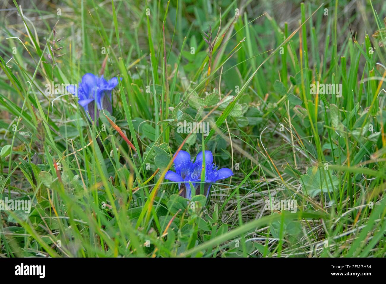 Seven-lobed gentian (Crested Gentian, Gentiana septemfida var. lagodechiana) on alpine meadows, Elbrus, Caucasus. 2500 a.s.l. Stock Photo