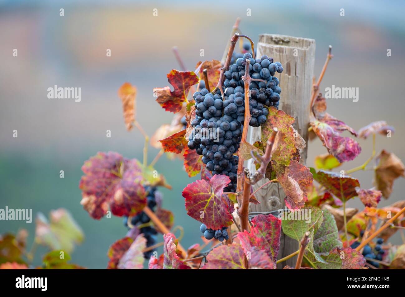 Colorful leaves and ripe black grapes on terraced vineyards of Douro river valley near Pinhao in autumn, Portugal, close up Stock Photo