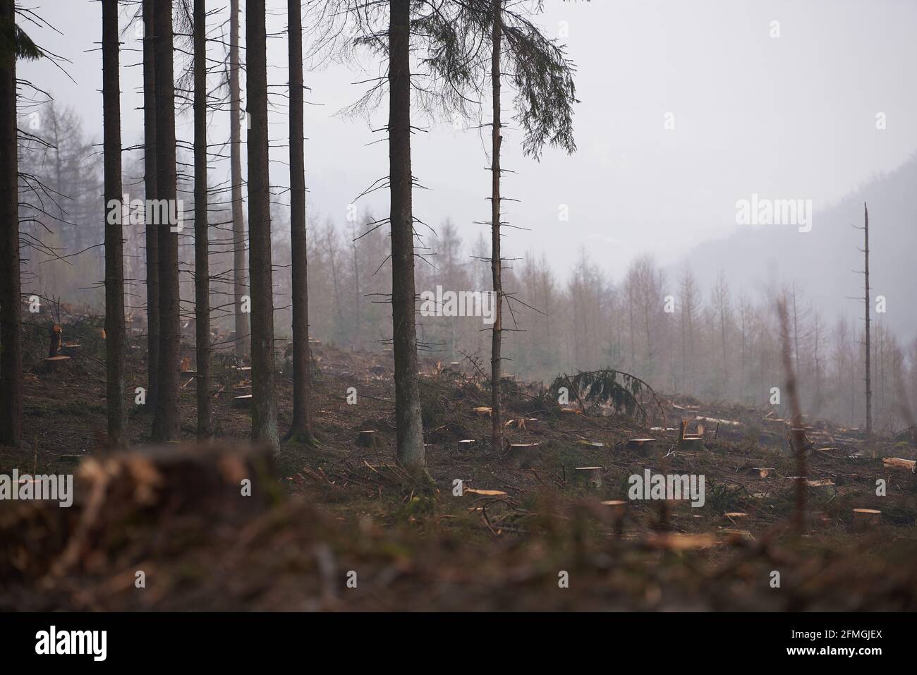 Forest edge and area with felled spruces (forest damage) as well as forested mountains in the background, taken during drizzle. Stock Photo