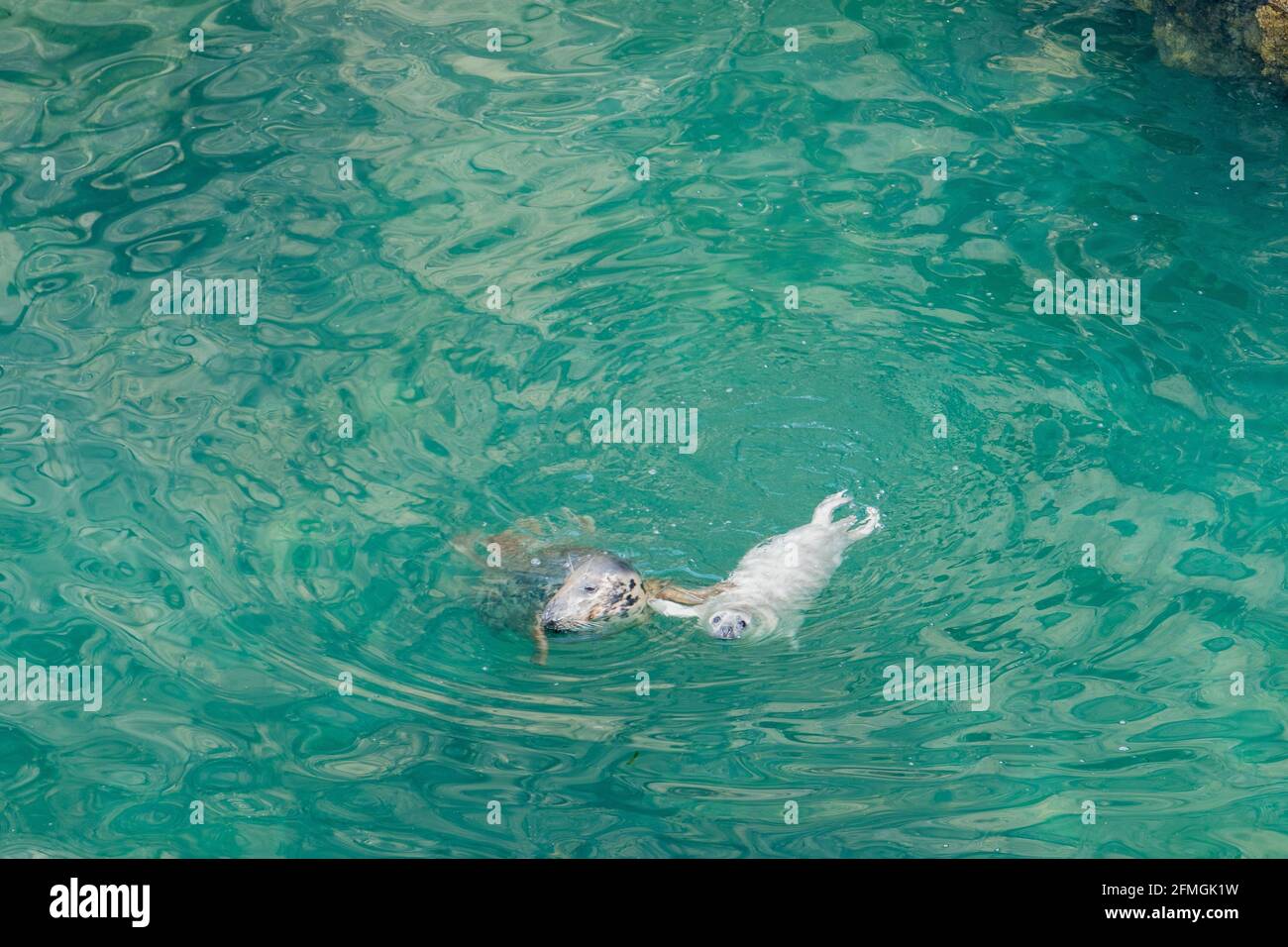 Atlantic seal cow teaching pup to swim in cove on the Deer Park, Marloes Stock Photo