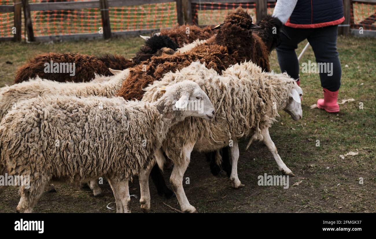 Female shepherd herds domestic sheep in village on farm in paddock. Flock of black and white purebred sheep and rams walks in green clearing in countr Stock Photo