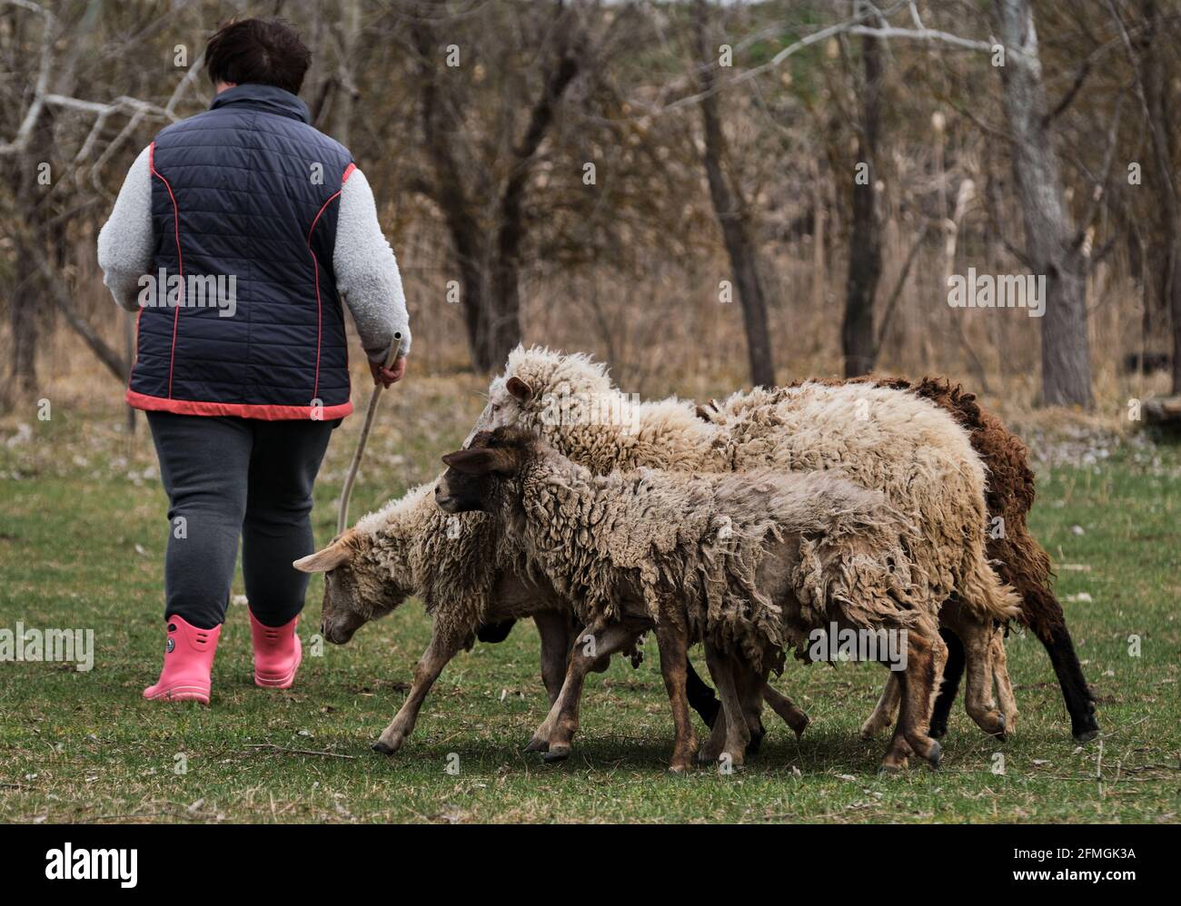 Female shepherd herds domestic sheep in village on farm in paddock. Flock of black and white purebred sheep and rams walks in green clearing in countr Stock Photo