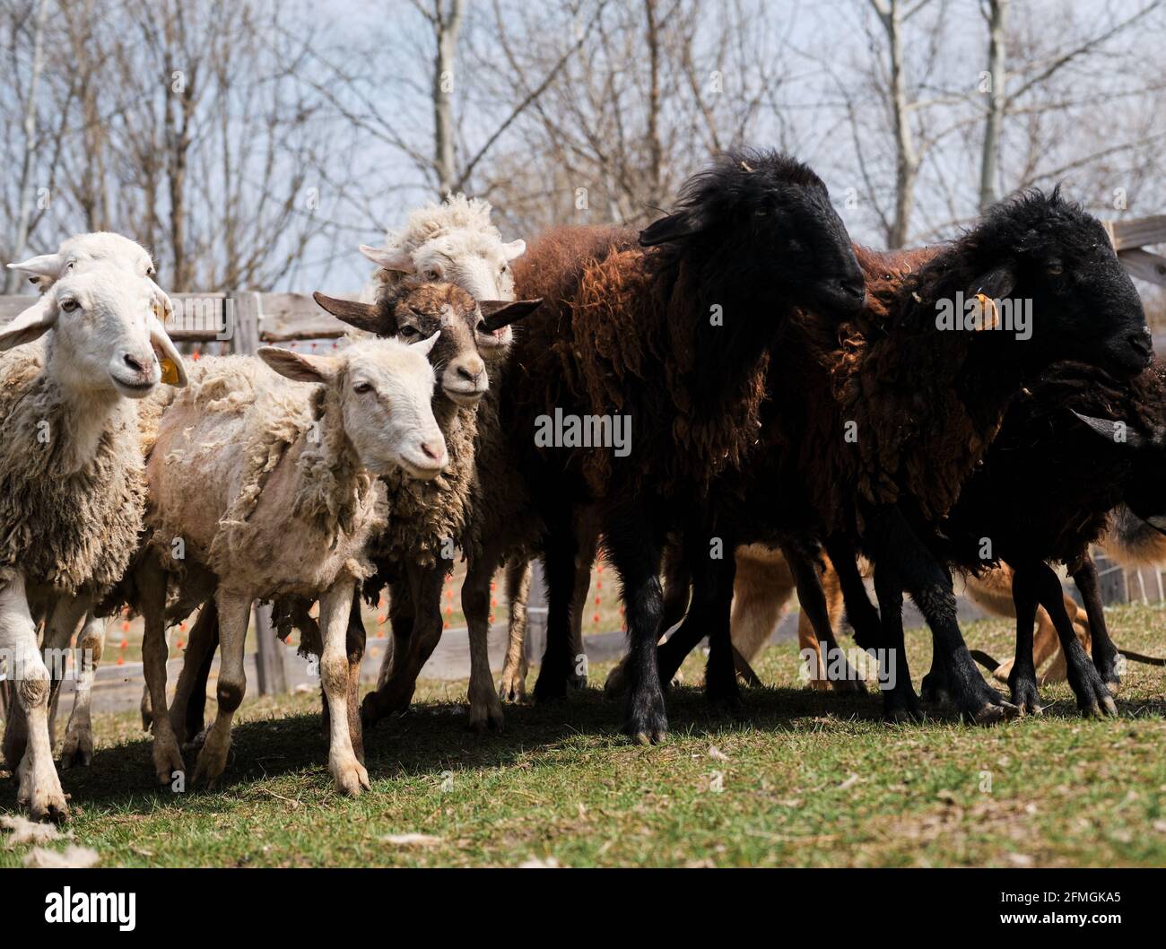 Curly haired sheep hi-res stock photography and images - Alamy