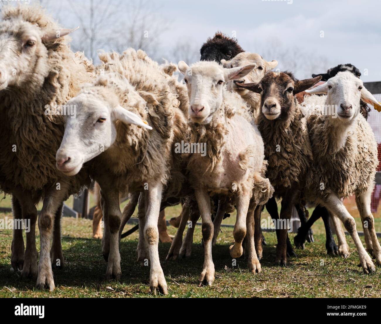 Curly haired sheep hi-res stock photography and images - Alamy