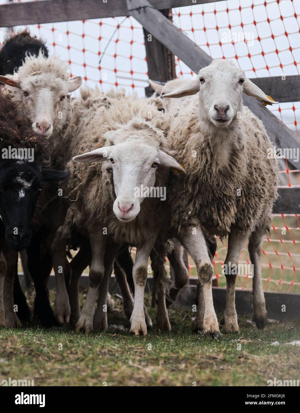 Curly haired sheep hi-res stock photography and images - Alamy