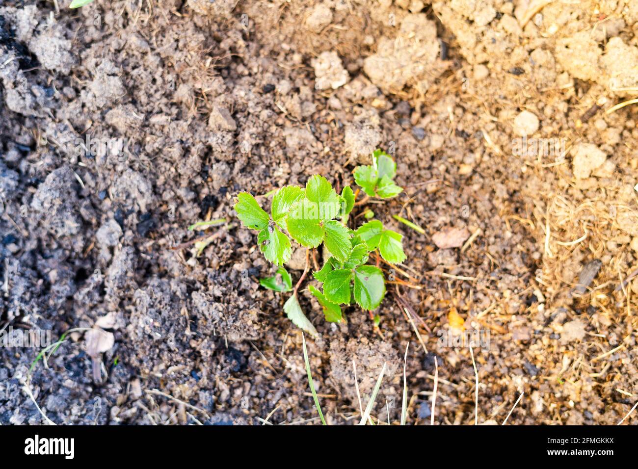 Strawberry seedlings grow in the home garden Stock Photo - Alamy