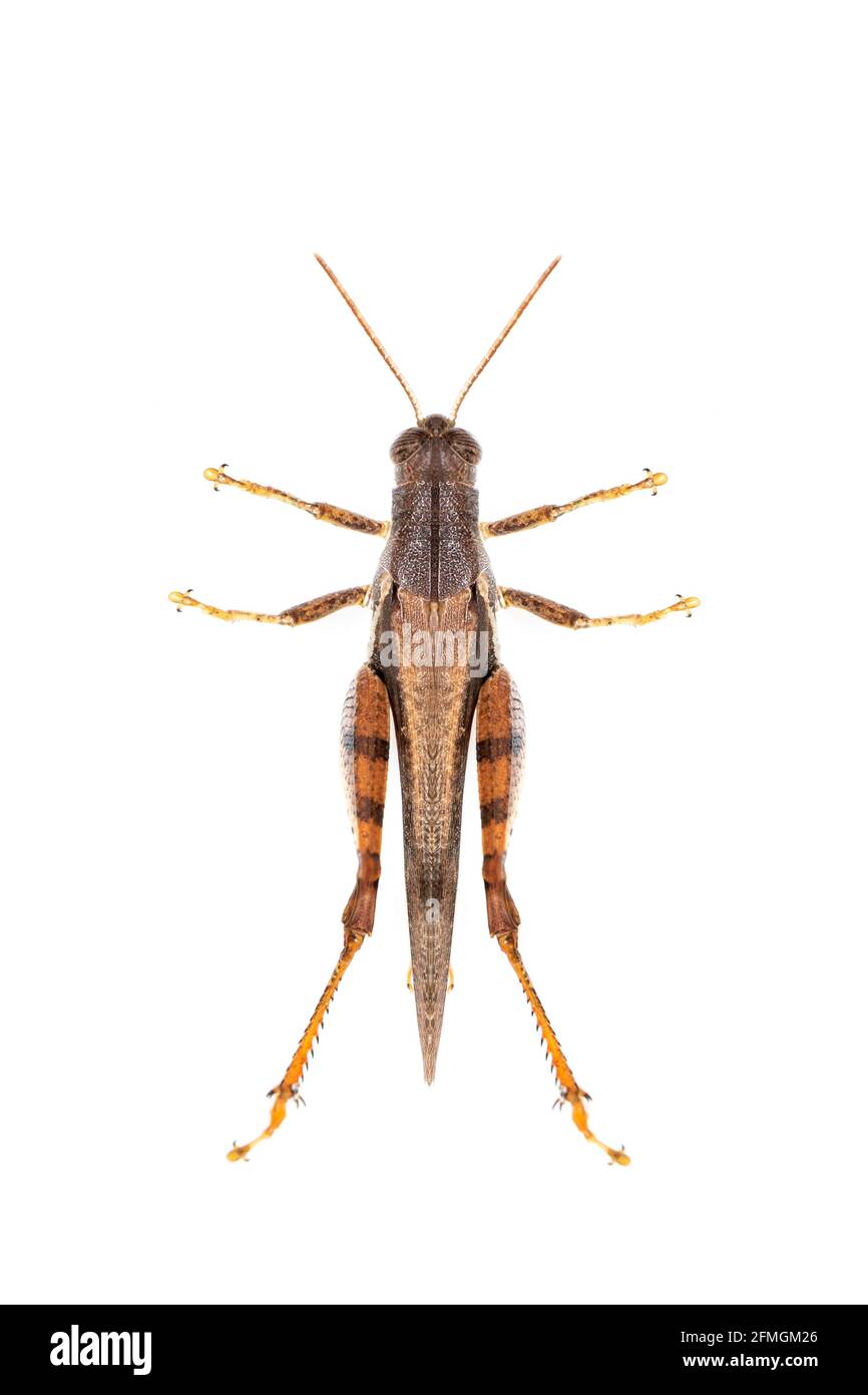 White Banded Insect Image of white-banded grasshopper(stenocatantops splendens) isolated on ...