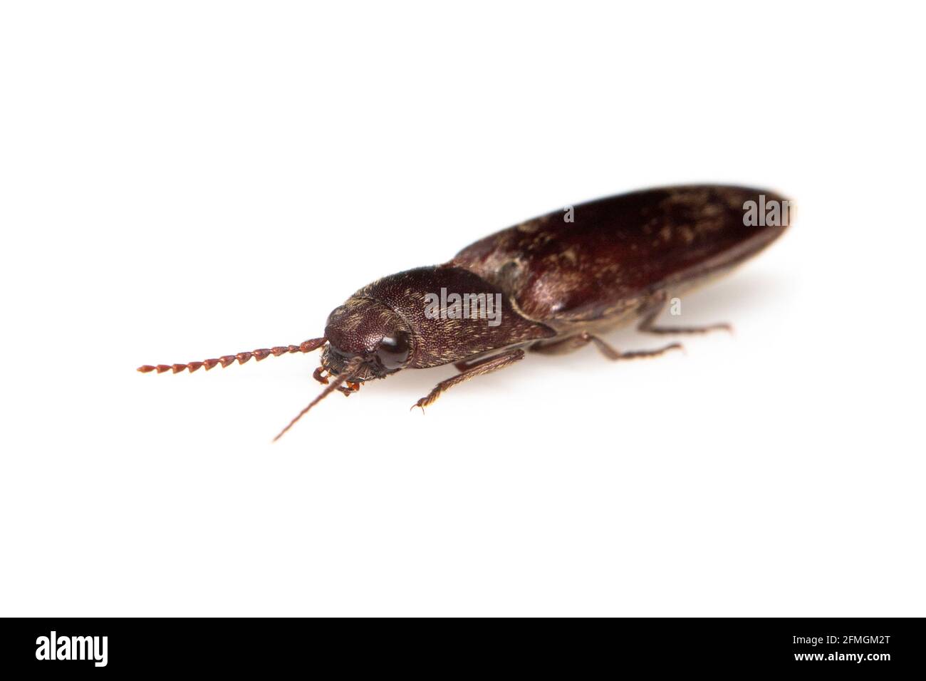 Image of click beetle isolated on white background. Insect. Animal. Stock Photo