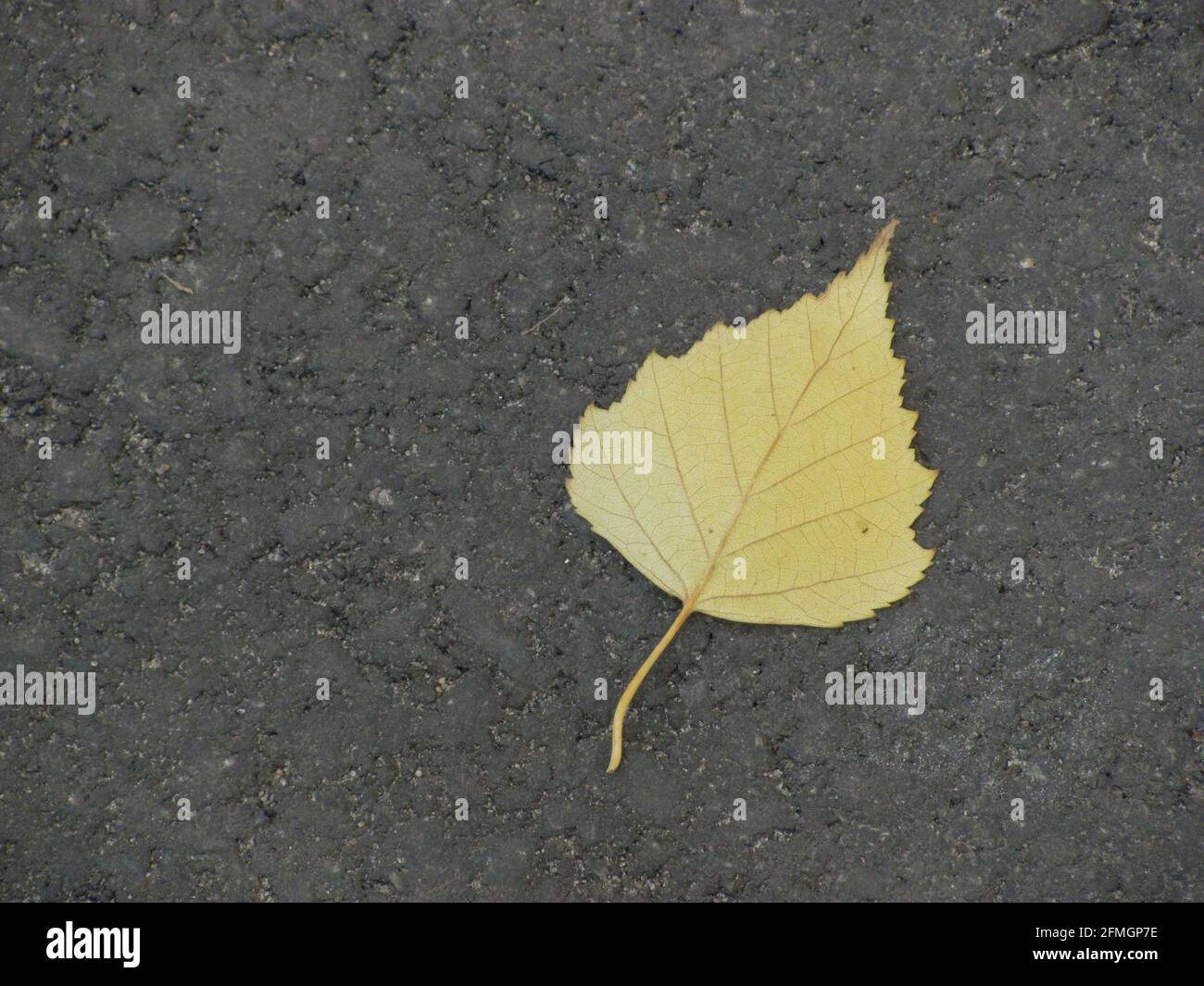 single yellow autumn leaf on the ground Stock Photo - Alamy