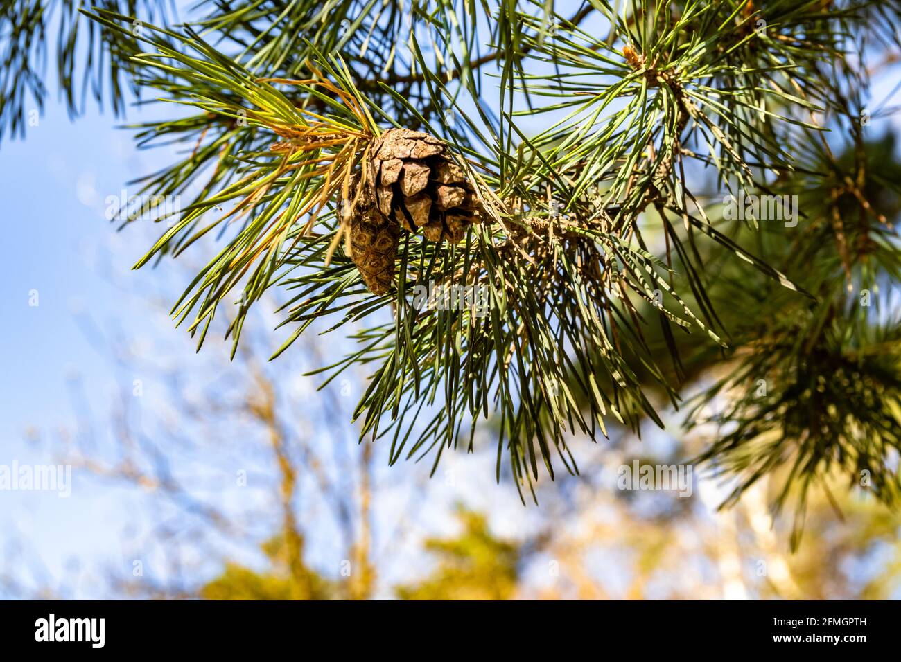 A selective focus shot of pine cones on a branch in a forest Stock ...