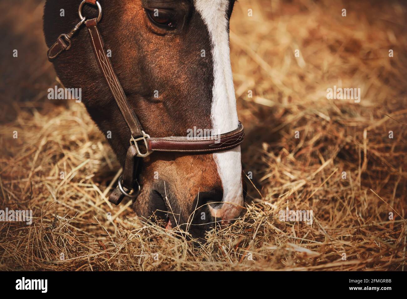 Chewing straw hi-res stock photography and images - Alamy