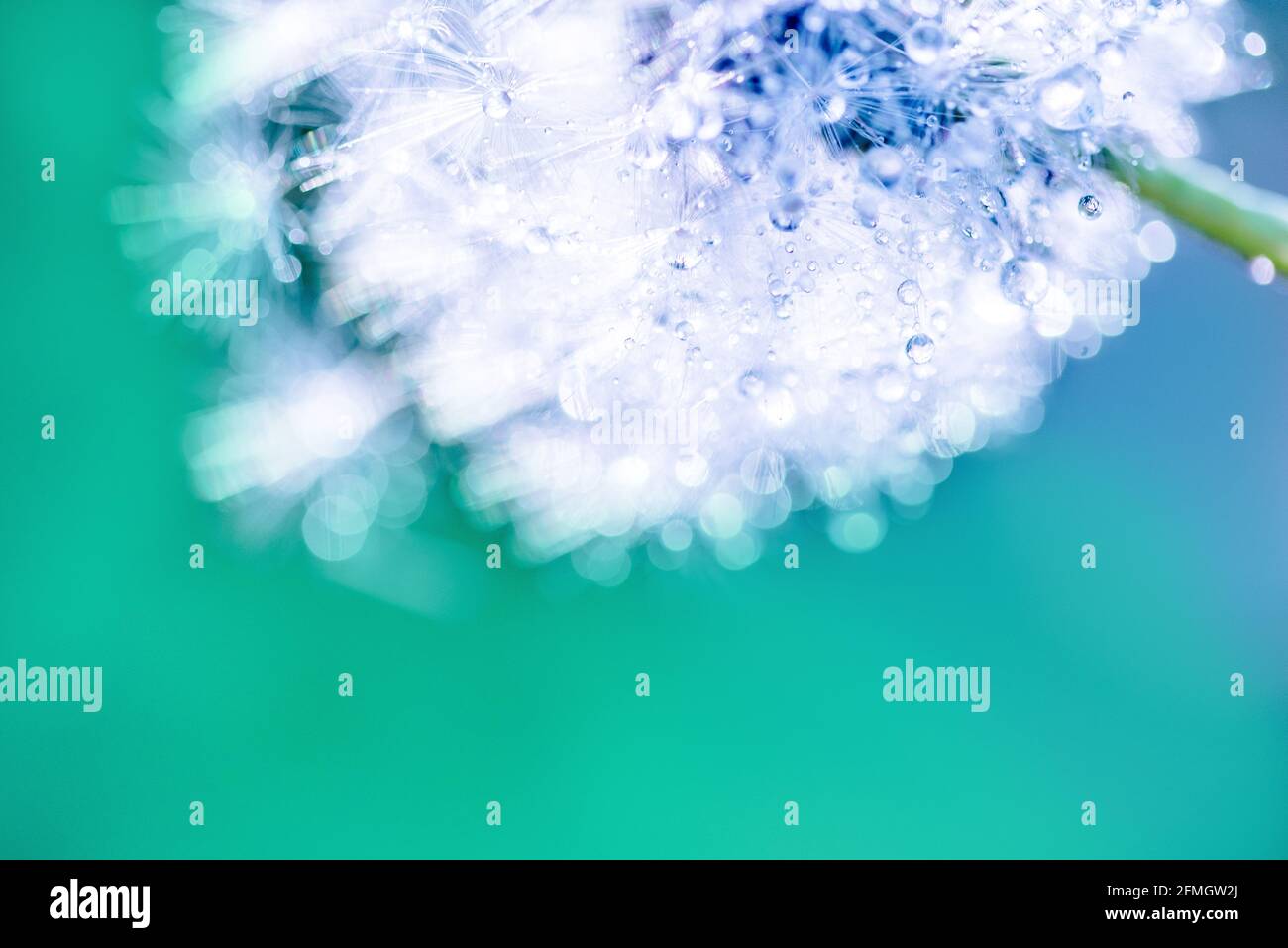 White fluffy dandelions water drops hi-res stock photography and images ...