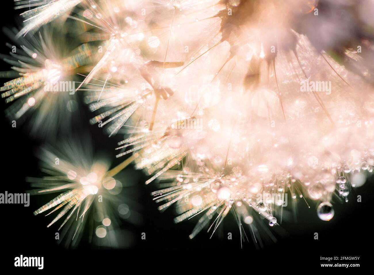 White fluffy dandelions water drops hi-res stock photography and images ...