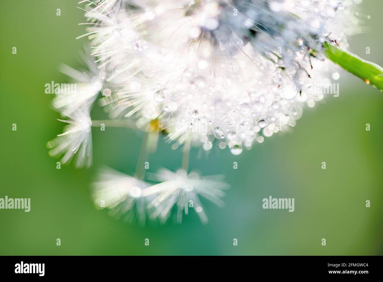 White fluffy dandelions water drops hi-res stock photography and images ...