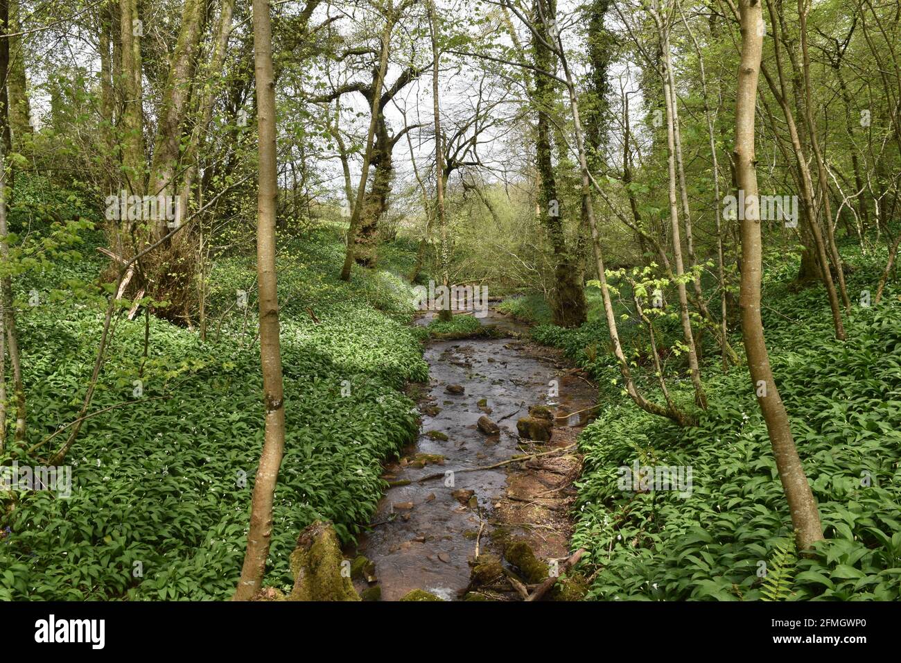 Spring in Holcombe Wood, Somerset, UK Stock Photo
