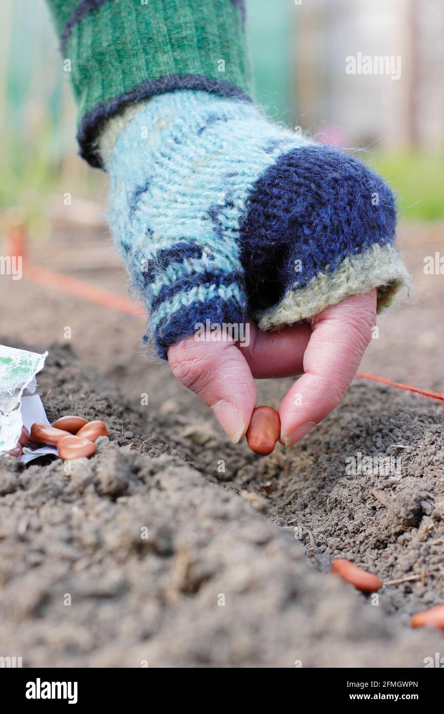 Broad bean sowing hand hi-res stock photography and images - Alamy