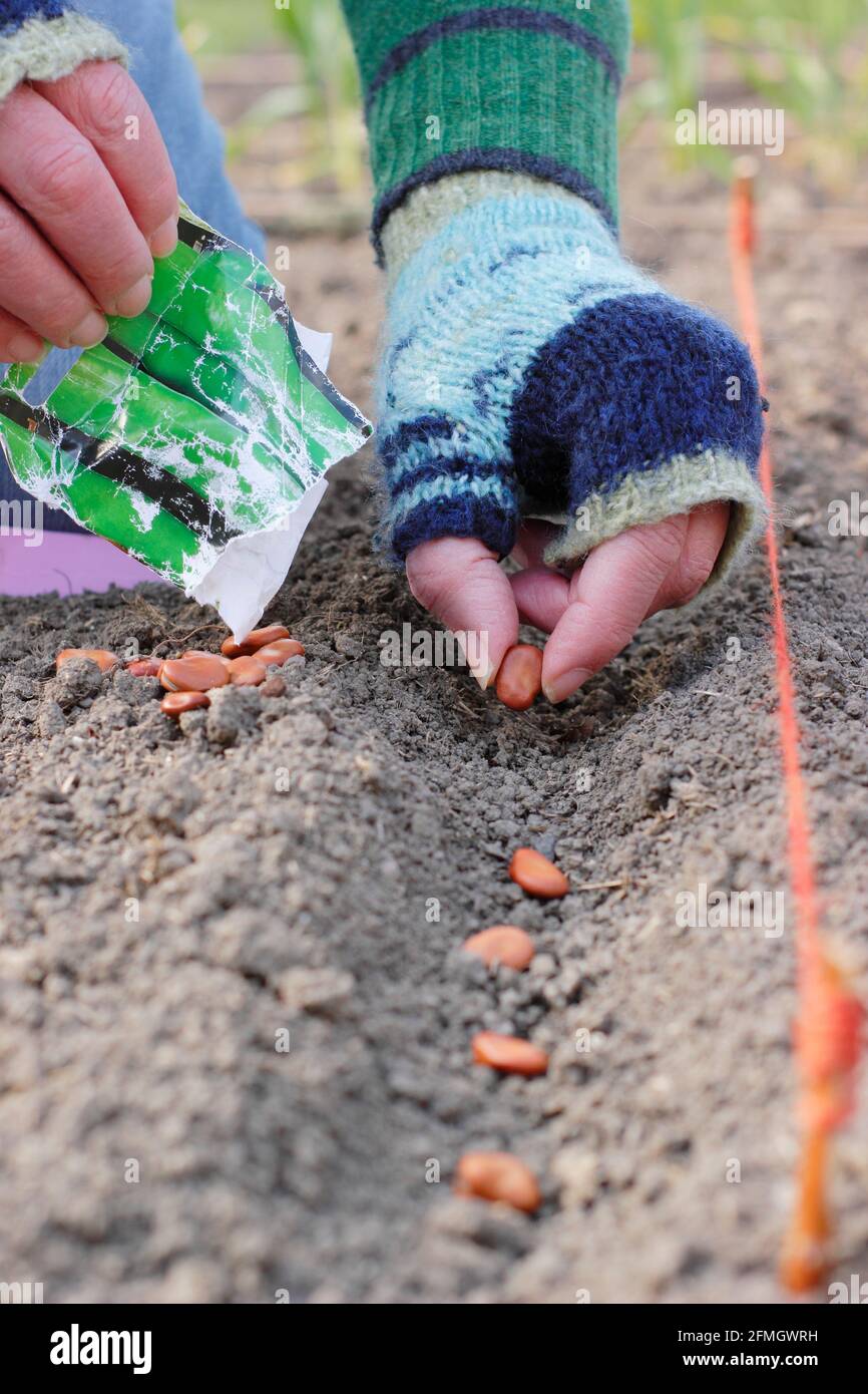 Sowing broad beans directly into a well drained outdoors site - Vicia faba 'Bunyard's Exhibition'. UK Stock Photo