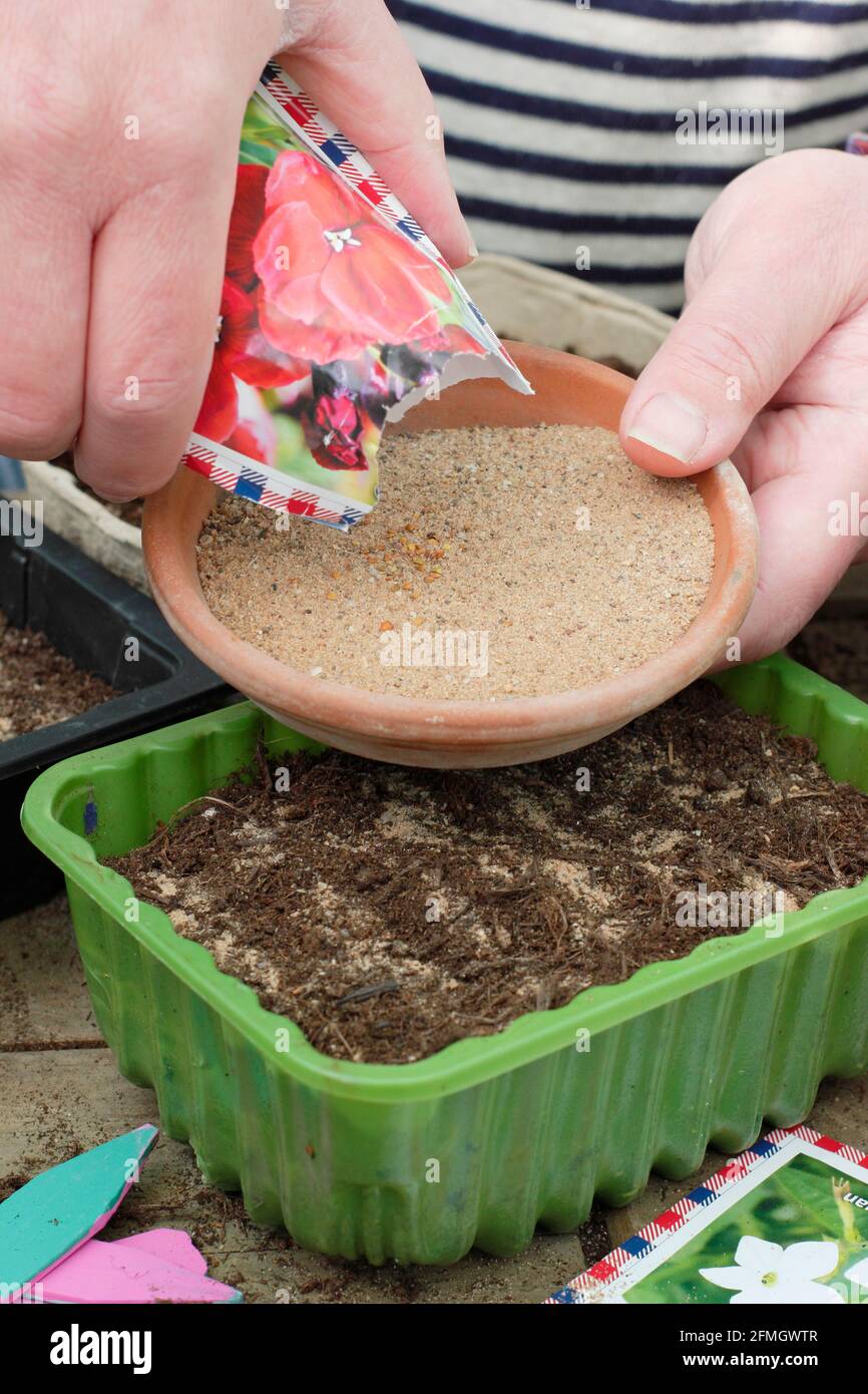 Fine Flower Seeds Being Mixed With Horticultural Sand To Aid Even Distribution When Sowing Into