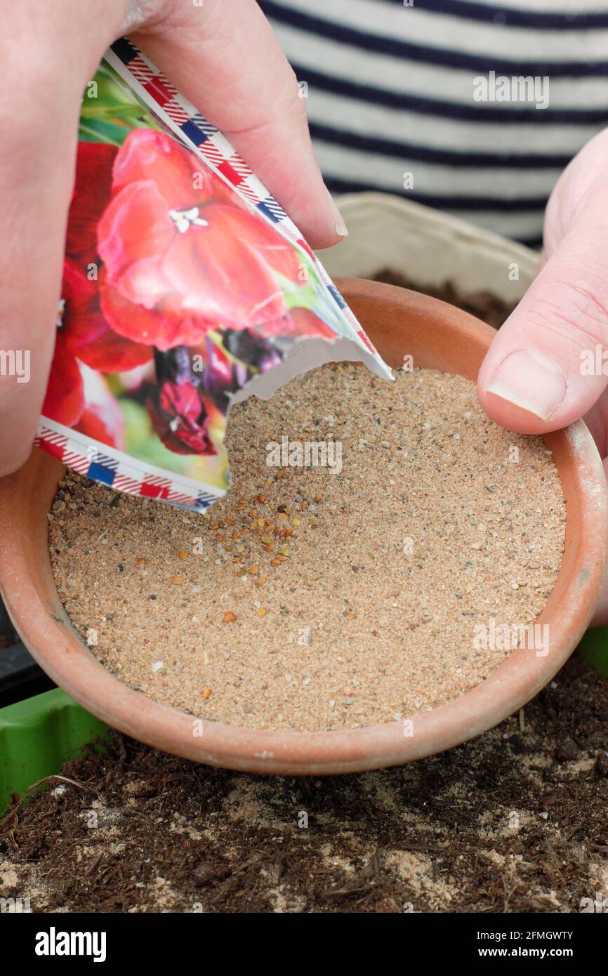 Fine flower seeds being mixed with horticultural sand to aid even distribution when sowing into a seed tray. Wallflower 'Scarlet Bedder'. Stock Photo