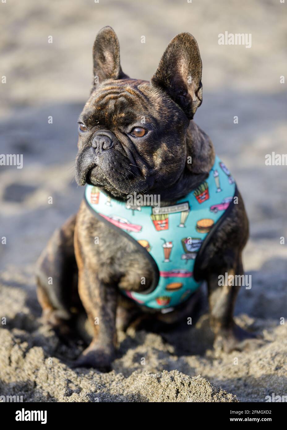 French Bulldog Beach Cover Up - Brindle French Bulldog Beach Cover Up - Brindle
