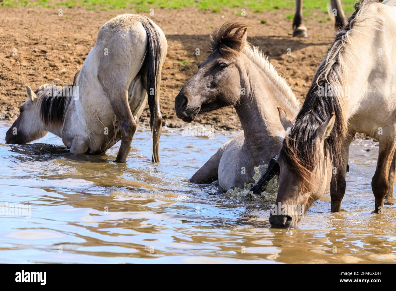 Dülmen, NRW, Germany. 09th May, 2021. Two horses take a dip in the water. The herd of Dülmen wild ponies (also called the Dülmener) cool down on the hottest day of the year so far, with temperatures reaching 29 degrees in the area. The breed is classified as gravely endangered. A herd of over 300 lives in semi feral conditions in an area of about 3.5 km2 in the 'Merfelder Bruch' ocuntryside, near the small town of Dülmen. They are mostly left to find their own food and shelter, promoting strength of the breed. Credit: Imageplotter/Alamy Live News Stock Photo