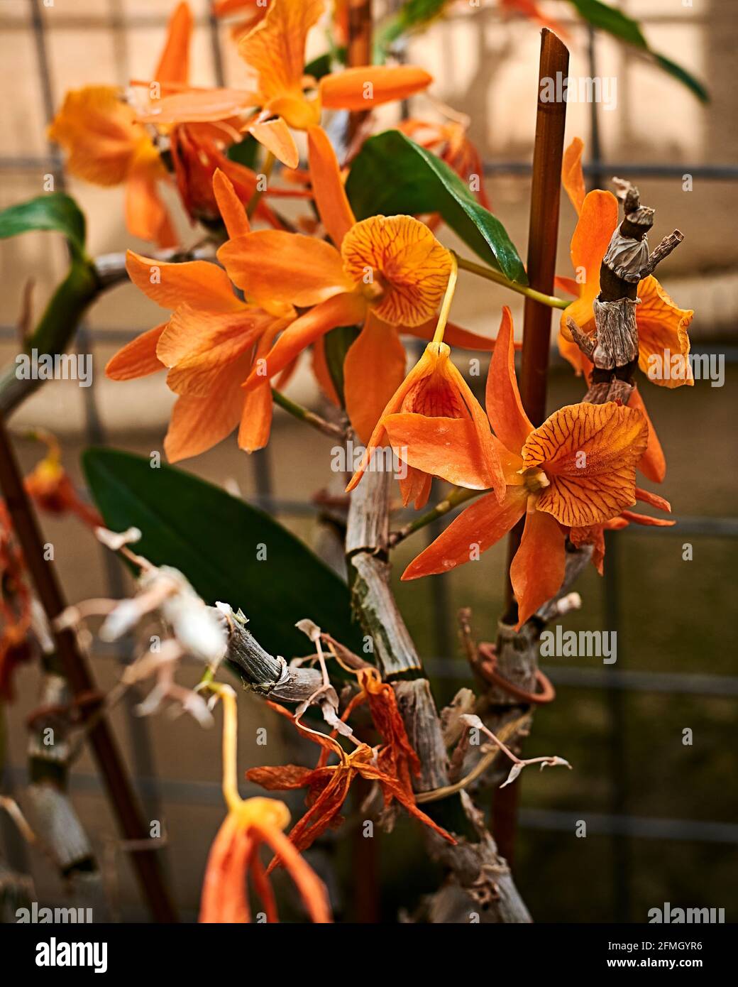 Group of orange Prosthechea vitellina flowers. Out of focus background, macro photography, front view.. Out of focus background, macro photography, fr Stock Photo