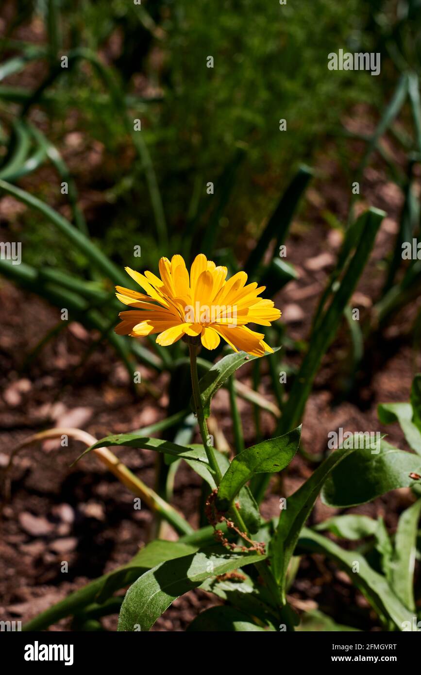 Calendula yellow flower with stem. Calendula officinalis. Out of focus background, macro photography, detail, green Stock Photo