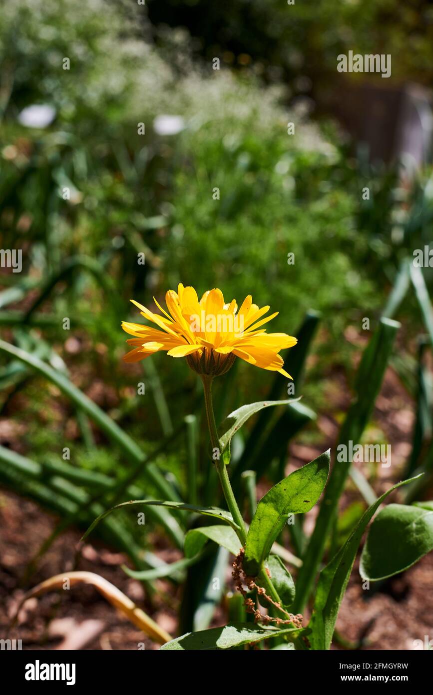 Calendula yellow flower with stem. Calendula officinalis. Out of focus background, macro photography, detail, green Stock Photo