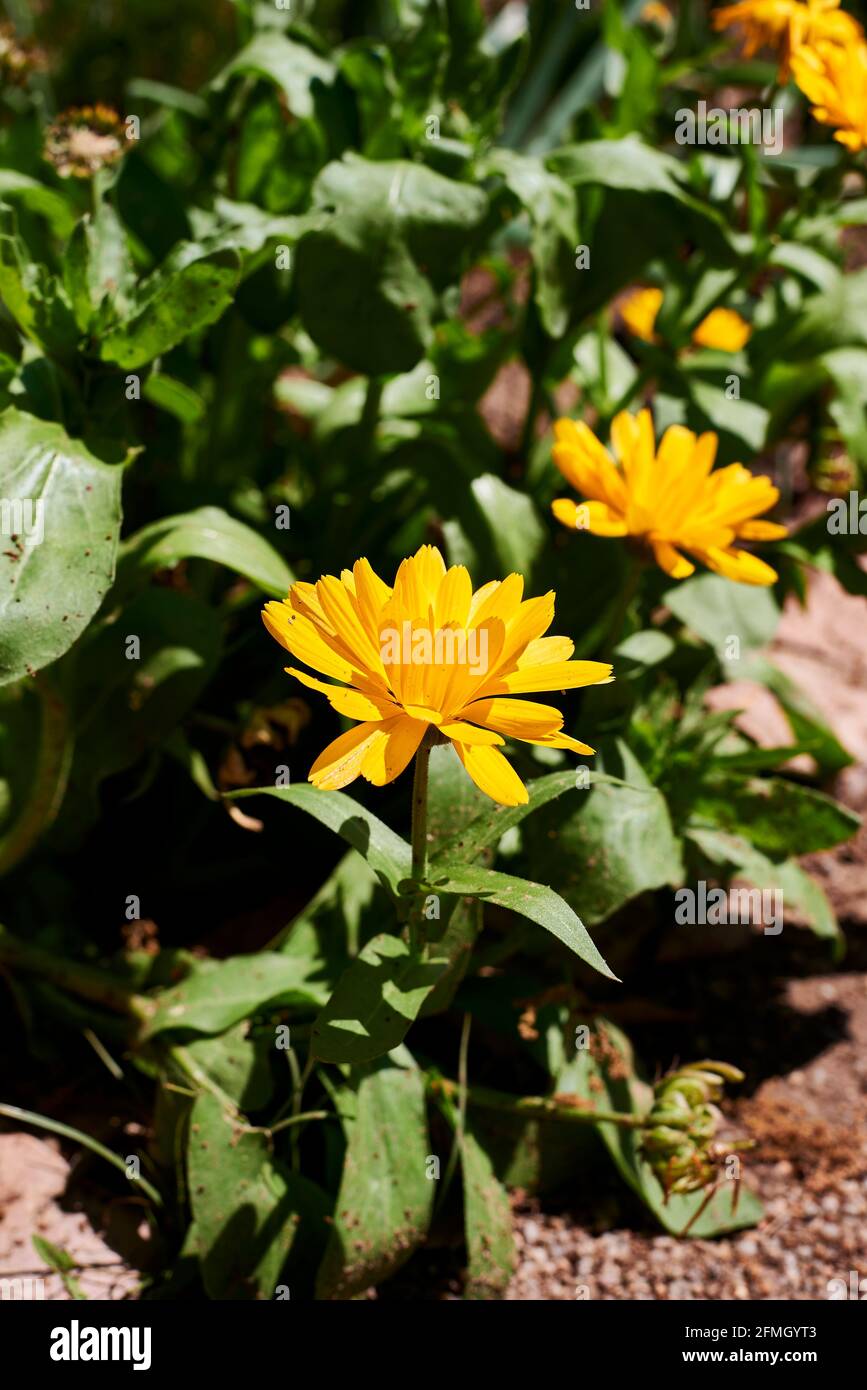 Several yellow calendula flowers with stems. Calendula officinalis. Out of focus background, macro photography, detail, green Stock Photo