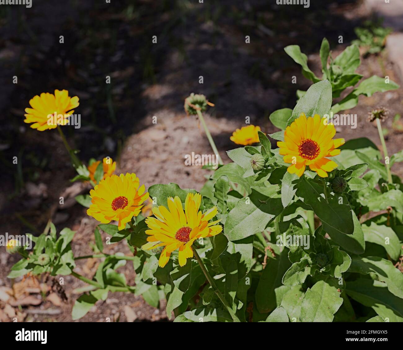Several yellow calendula flowers with stems. Calendula officinalis. Out of focus background, macro photography, detail, green Stock Photo
