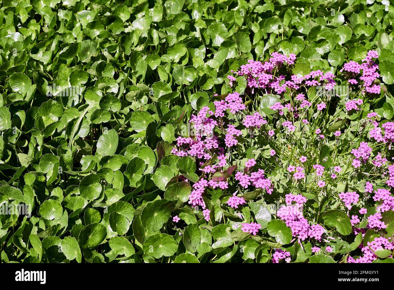 Group of pink acederilla flowers between the leaves .Oxalis articulata. Background out of focus, detail photograph. Stock Photo
