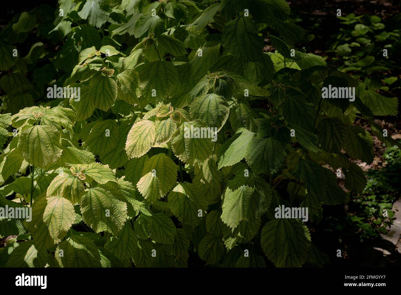 Group of white nettle leaves. Boehmeria nivea. Unfocussed background, and sunlit leaves. Stock Photo
