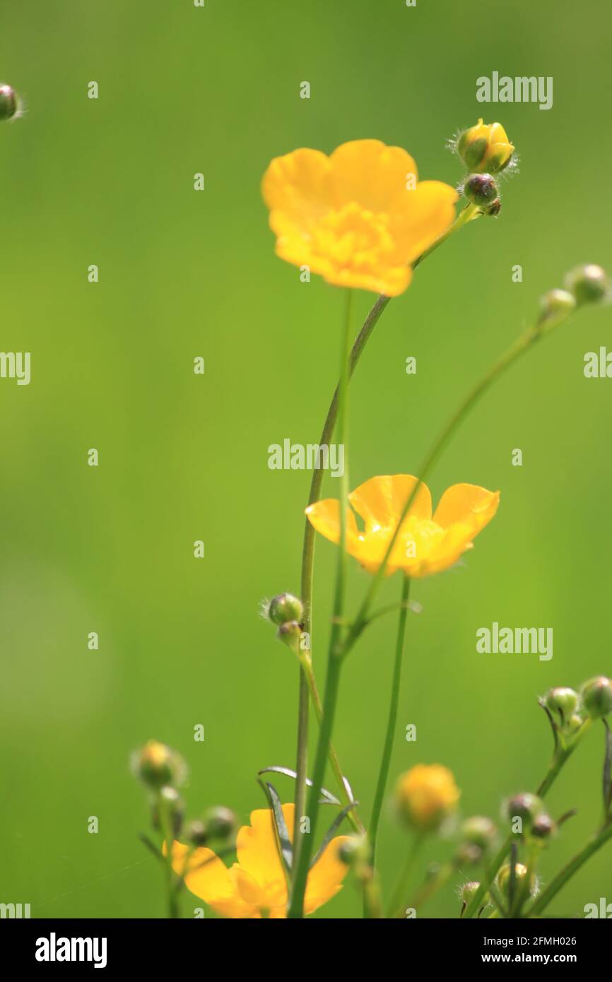 Buttercups in citypark Staddijk in Nijmegen, the Netherlands Stock Photo