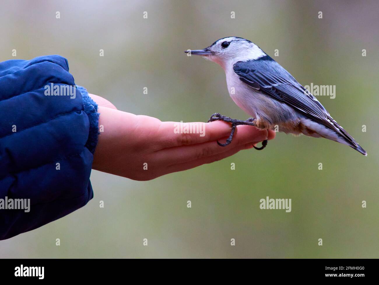 Feeding Birds in High Park Toronto Stock Photo Alamy