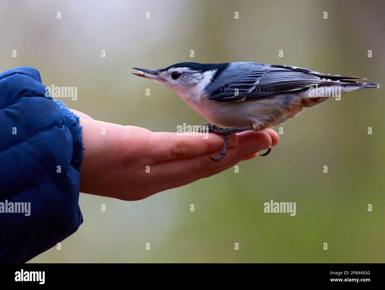 Feeding Birds in High Park - Toronto Stock Photo