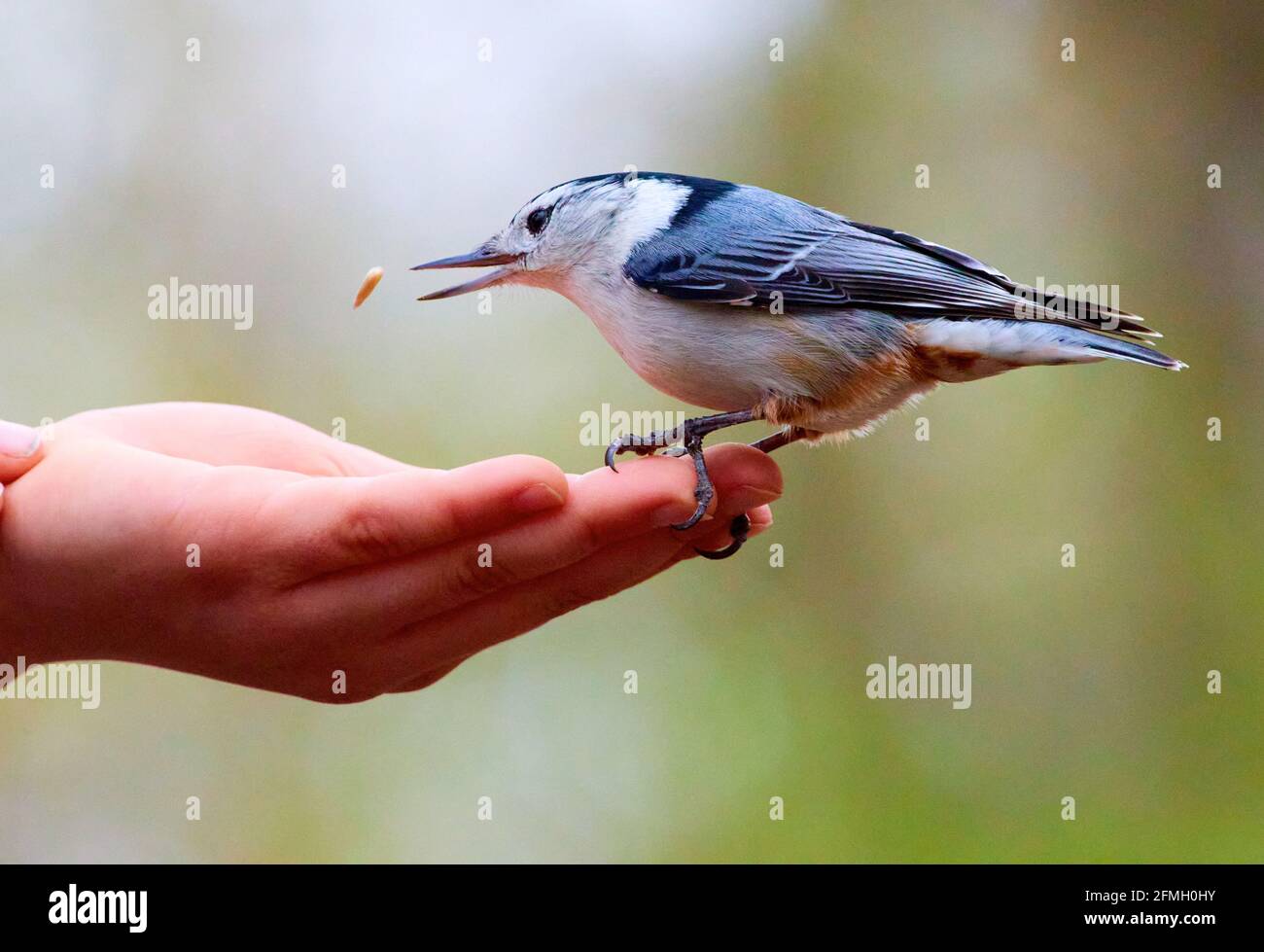 Feeding Birds in High Park Toronto Stock Photo Alamy