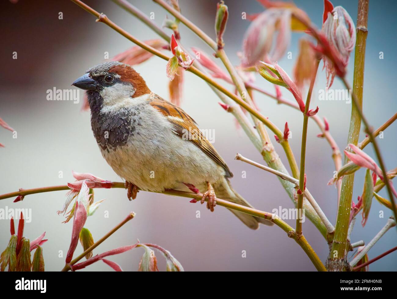 House Sparrow Portrait Stock Photo
