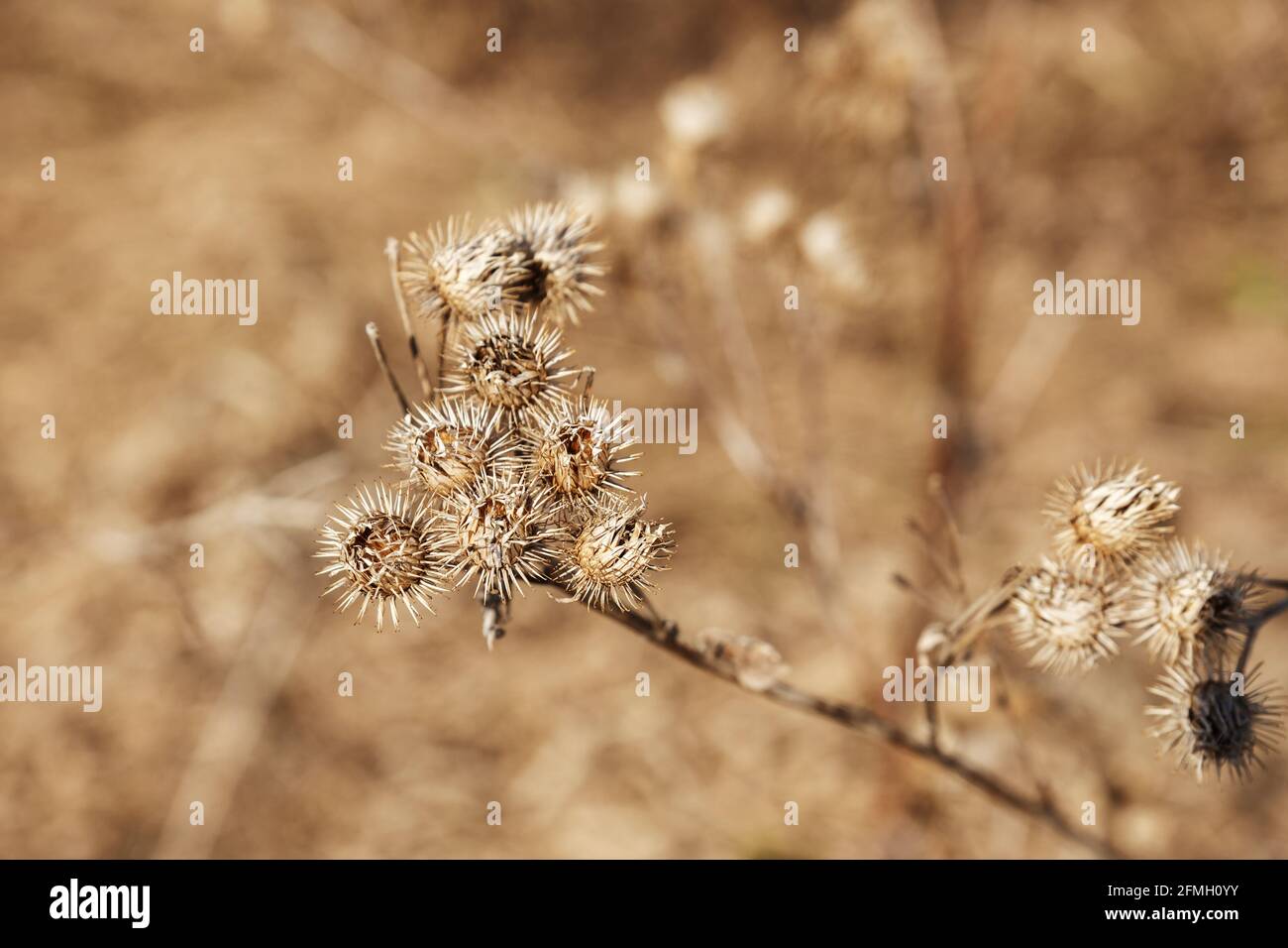Dry burdock flower close up. Selective focus. greater burdock Stock Photo